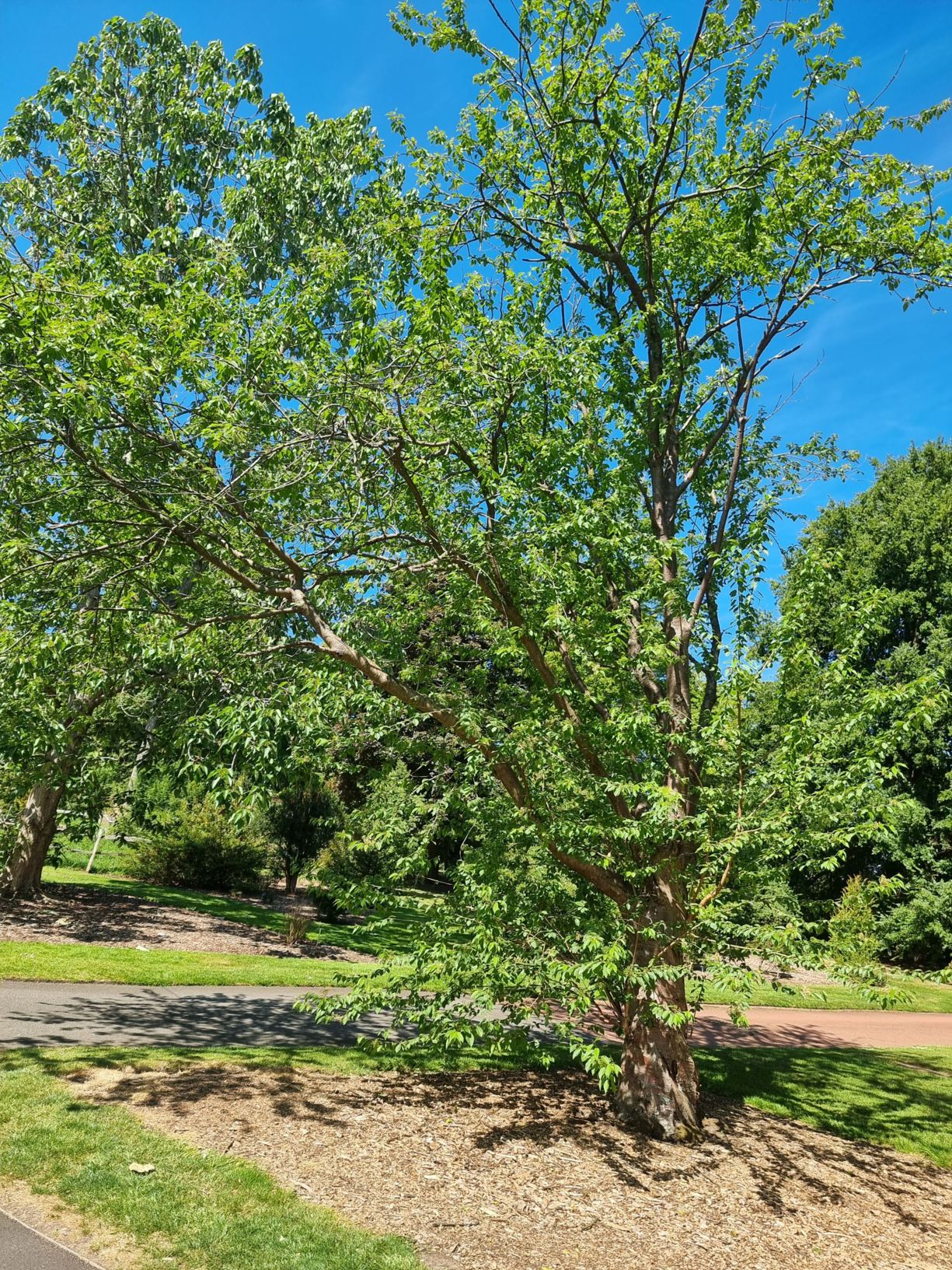 Prunus maackii - Manchurian cherry, Amur cherry