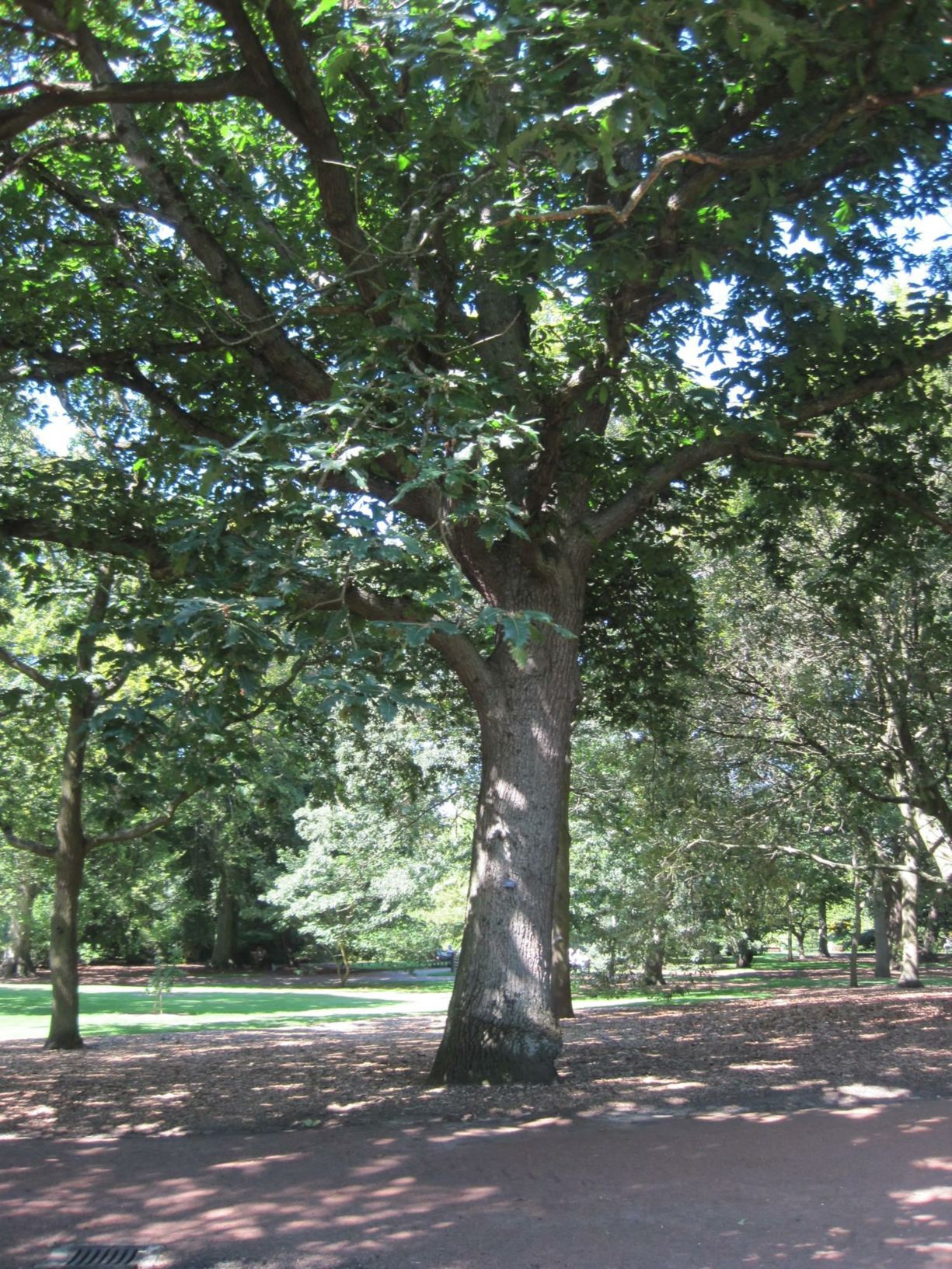 Quercus macranthera × petraea