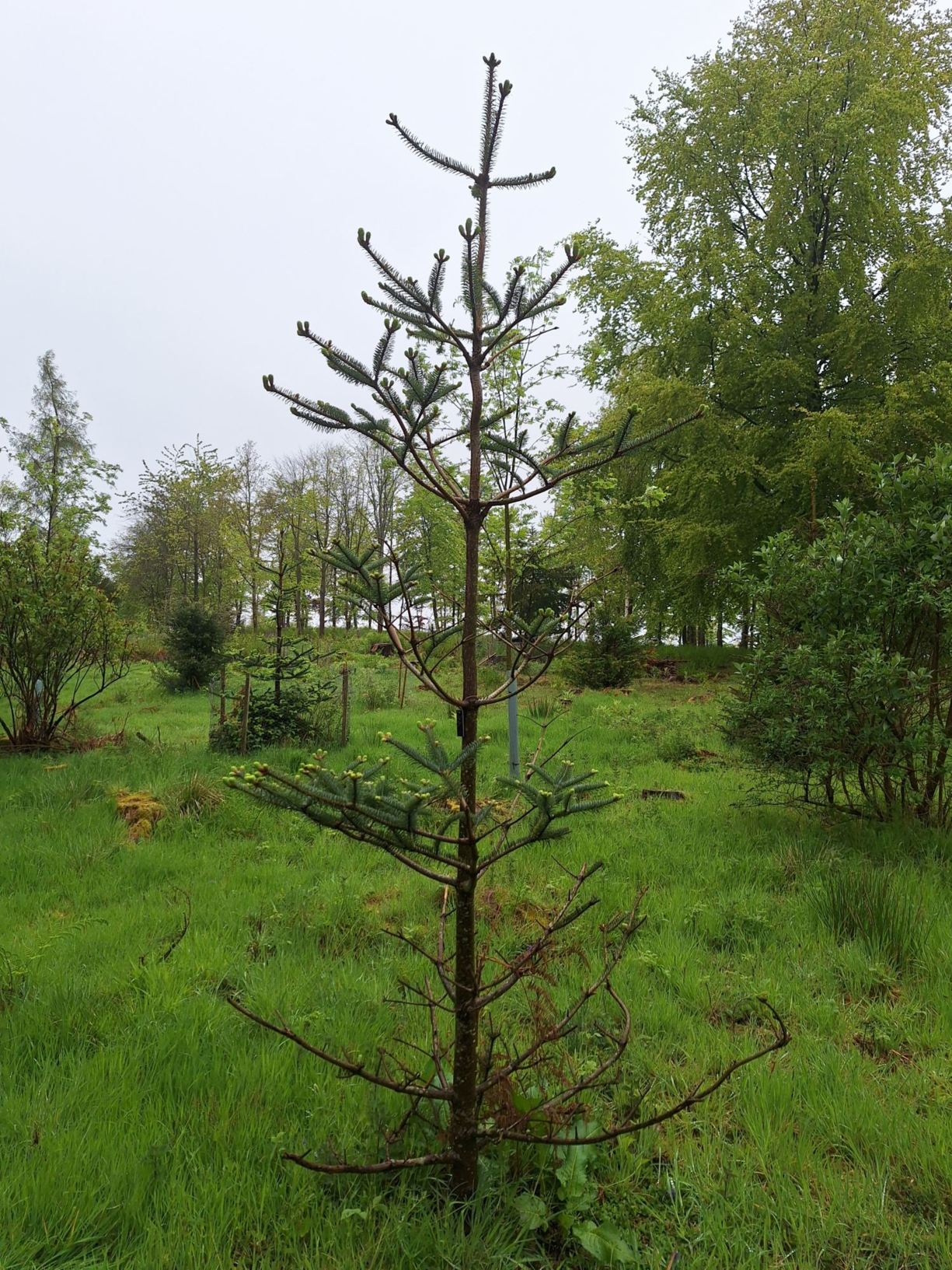 Abies forrestii var. georgei - changbao lengshan