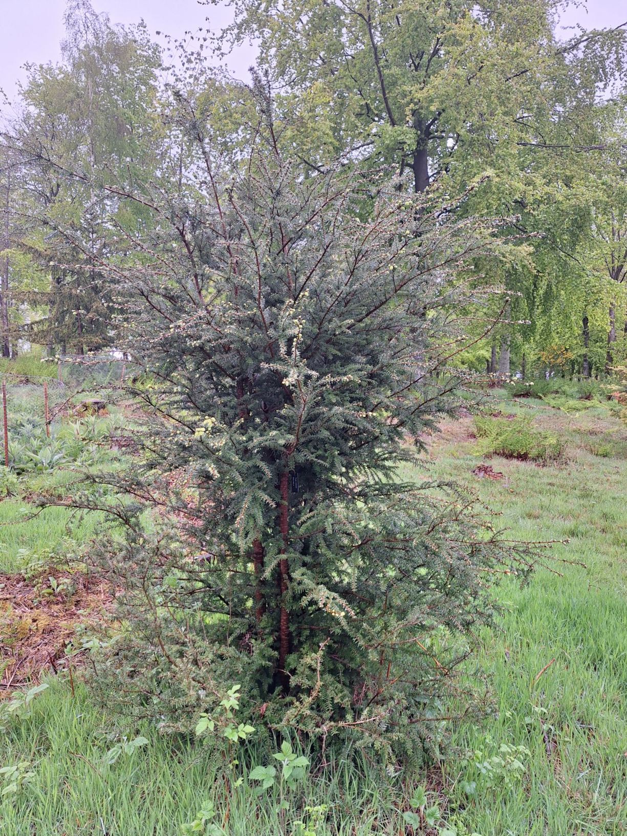 Tsuga sieboldii - Japanese Hemlock, Southern Japanese Hemlock