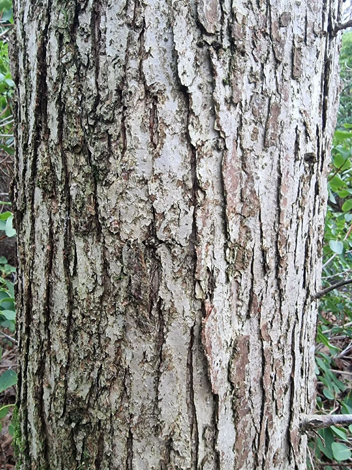 Quercus bicolor - Swamp White Oak