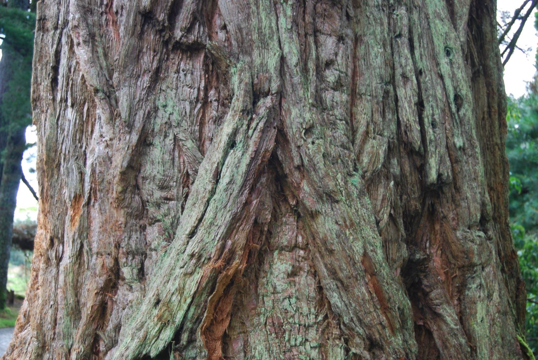 Sequoiadendron giganteum - California Big Tree, Mammoth Tree, Sierra Redwood, Wellingtonia