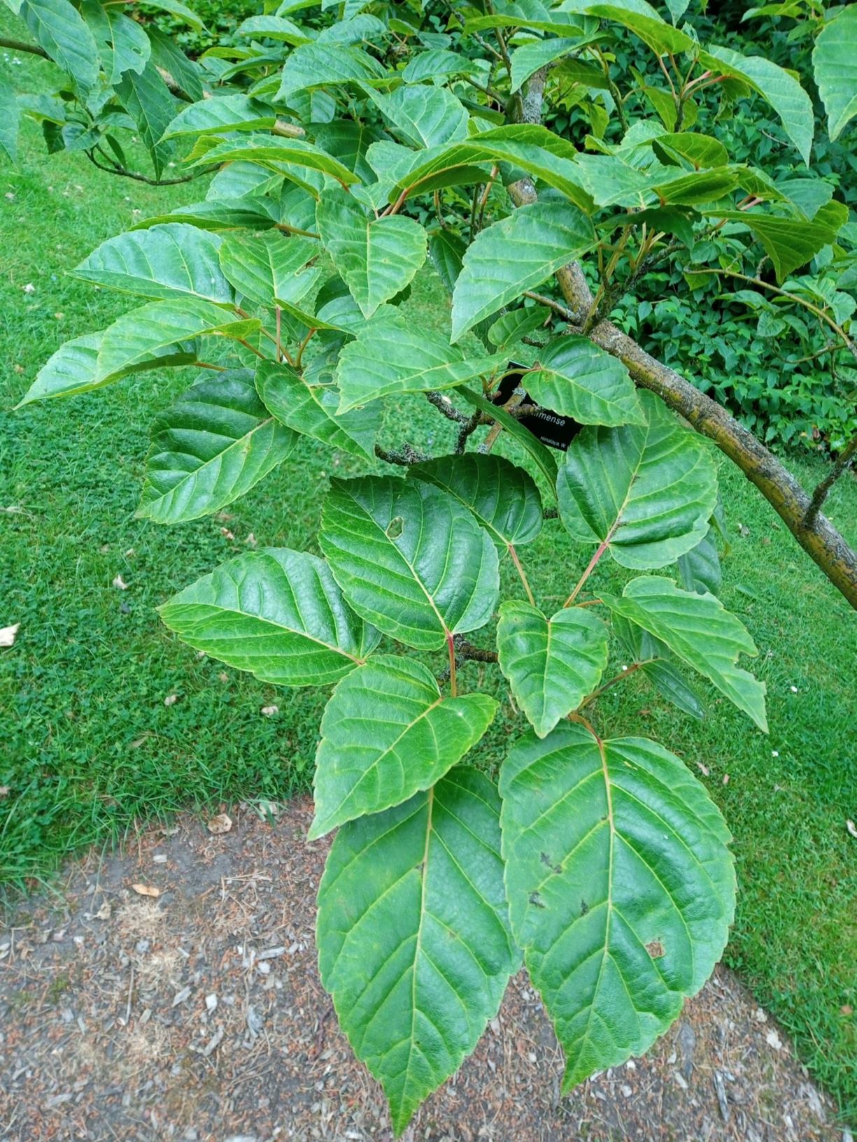Acer sikkimense