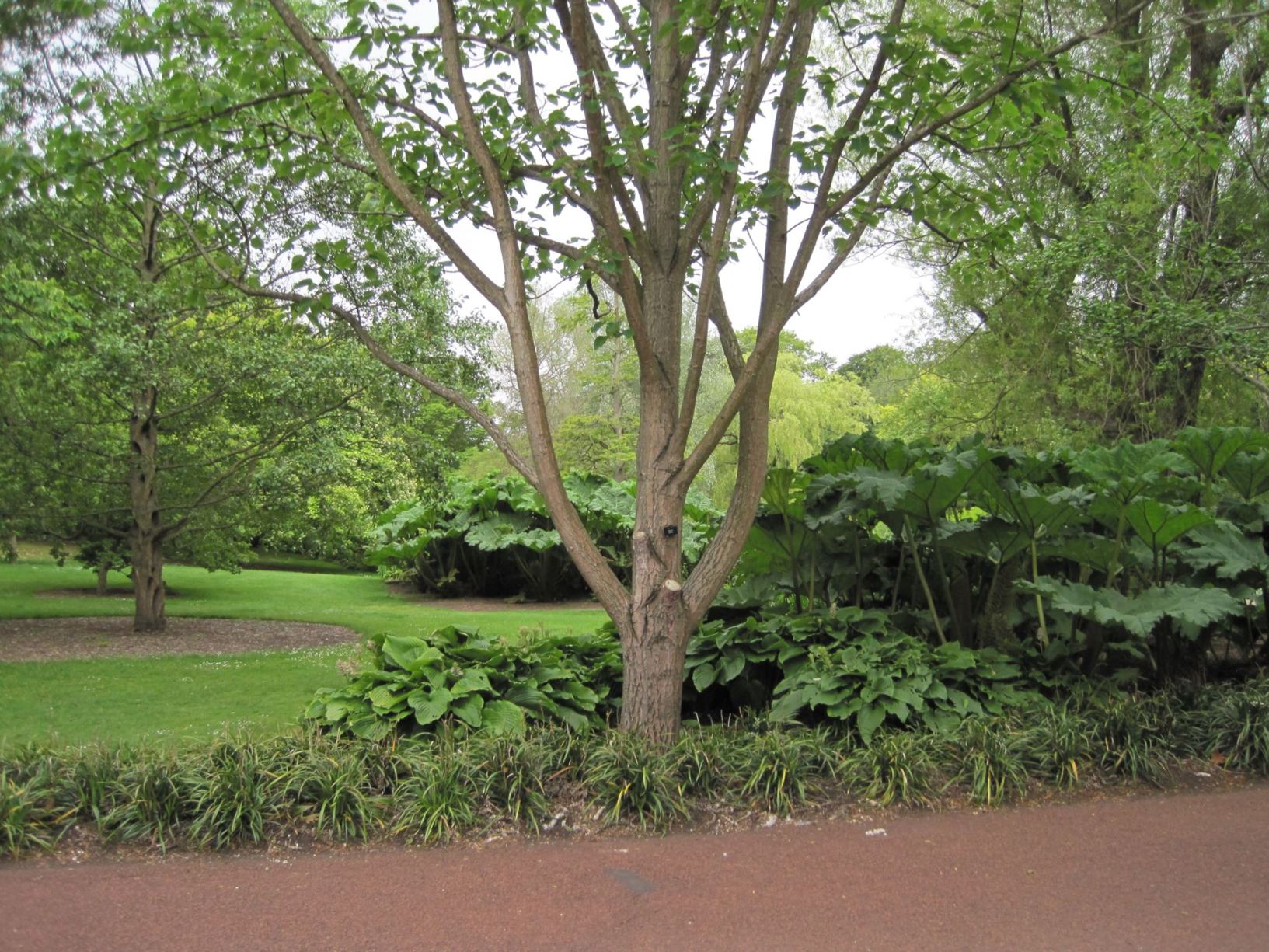 Populus wilsonii