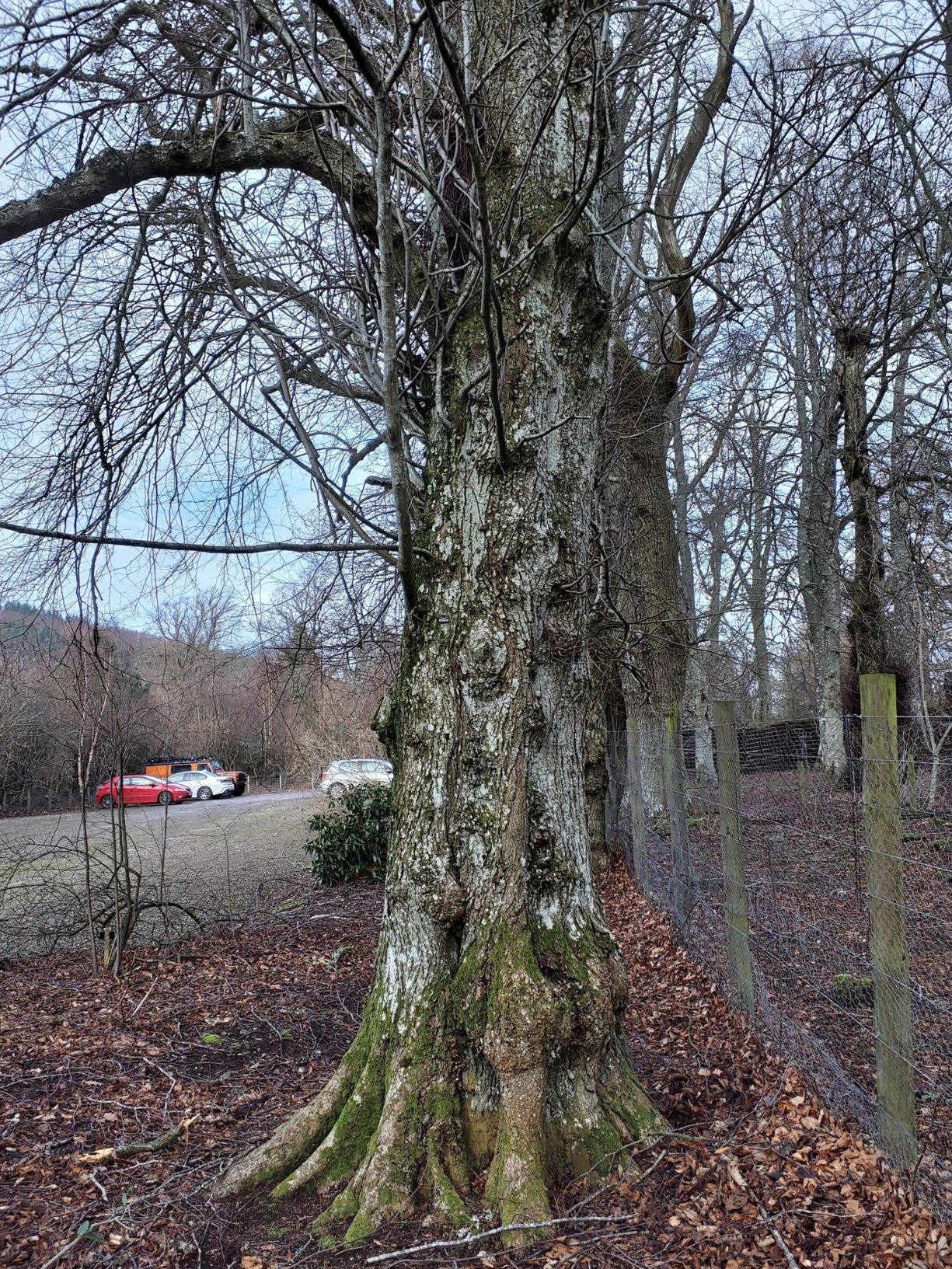 Tilia × europaea - common lime, European Linden, Teile