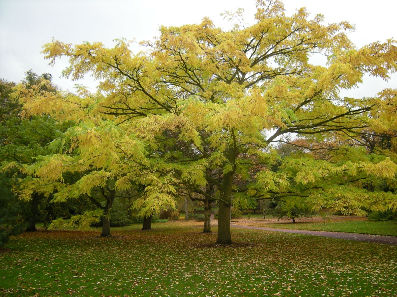 Phellodendron amurense - Amur cork tree, Siberian cork tree, 黄檗 (huáng bò)