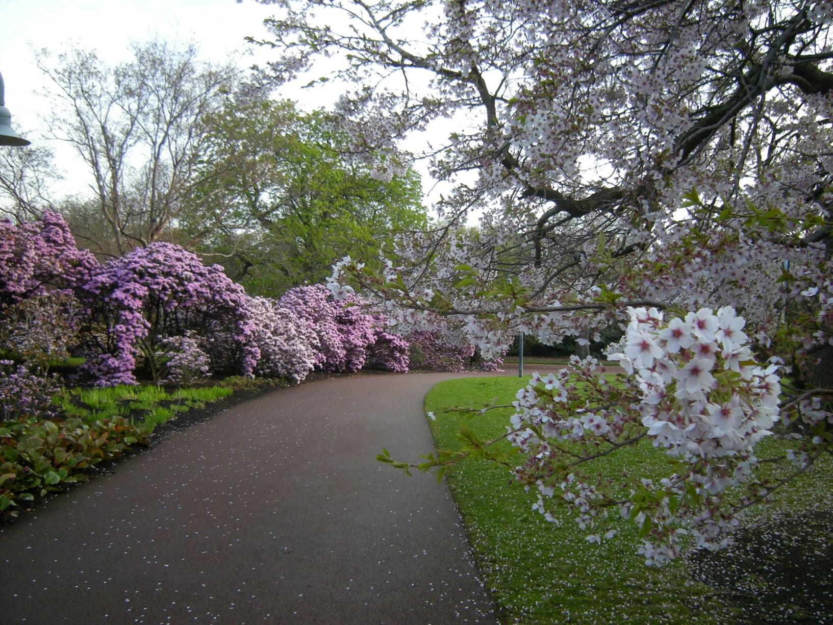 Prunus × yedoensis - Yoshino cherry