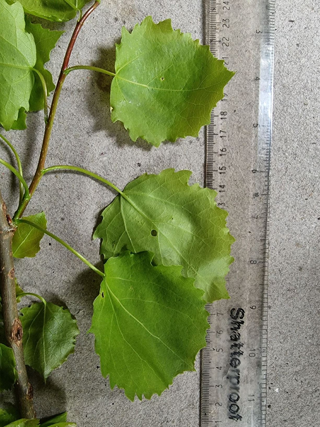 Populus tremula 'Gigas'