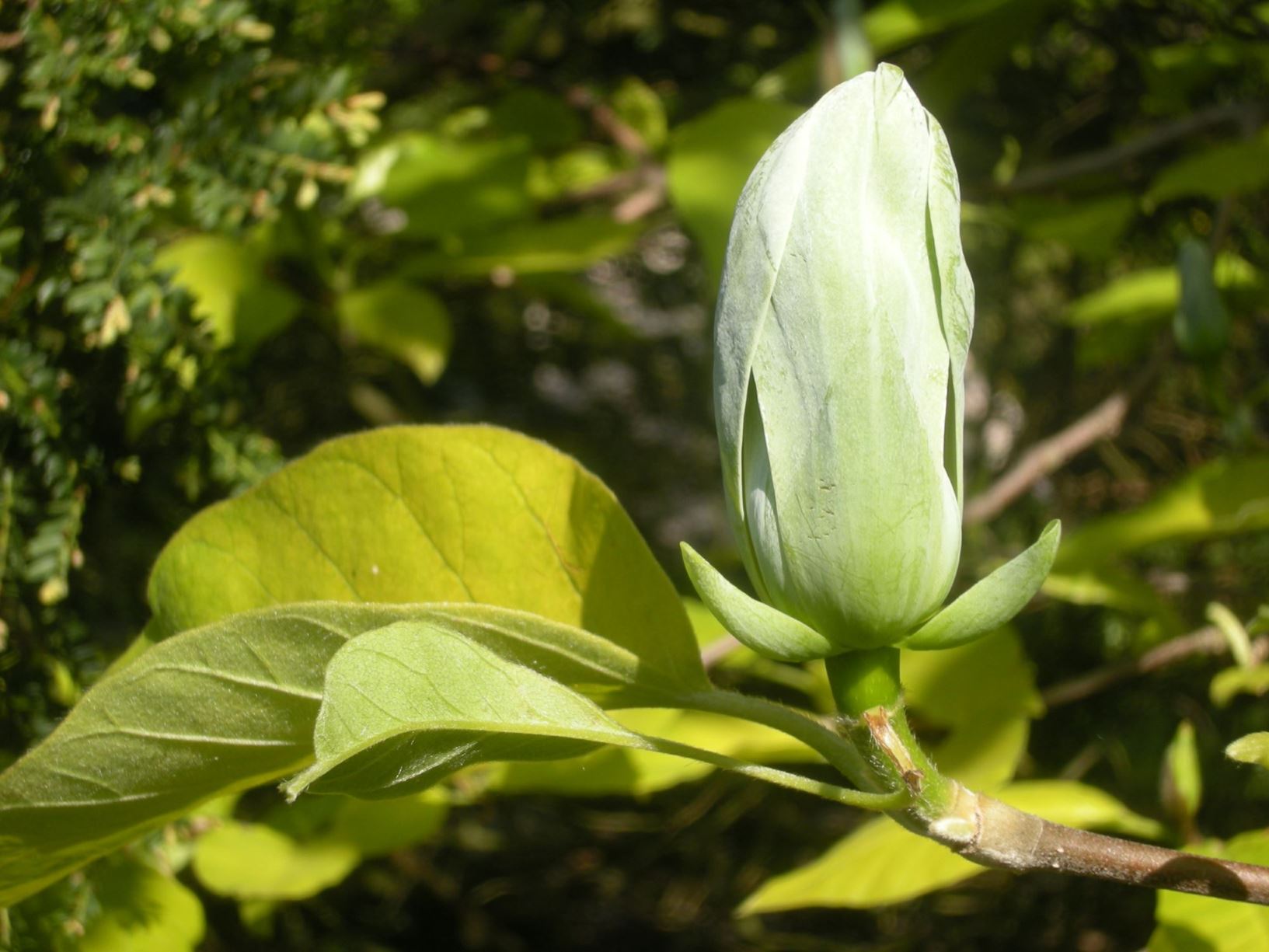 Magnolia acuminata - Blue Magnolia, Cucumber tree, Yellow Cucumber Tree