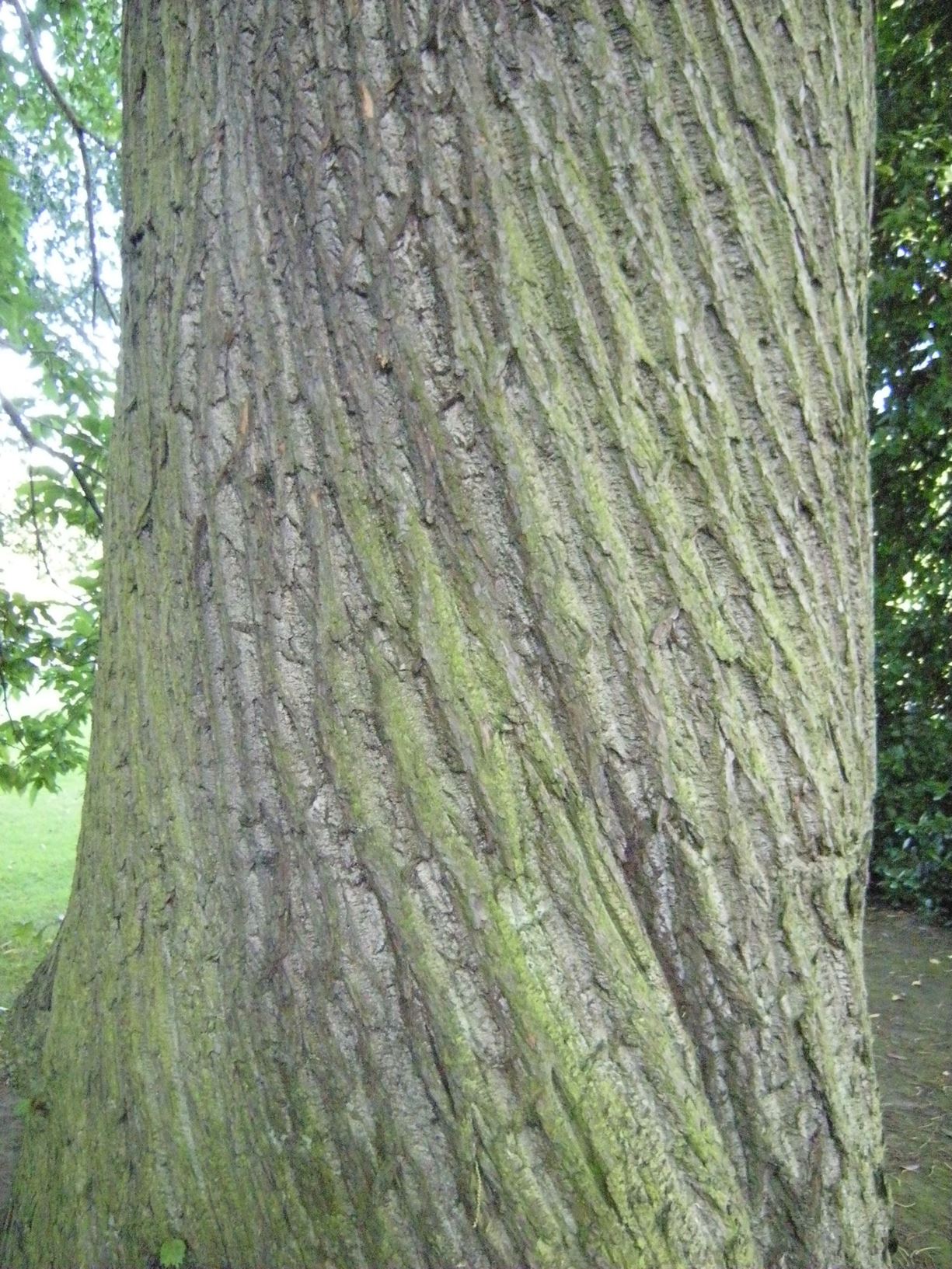 Castanea sativa - sweet chestnut, Spanish chestnut, Craobh Geanm-chnò