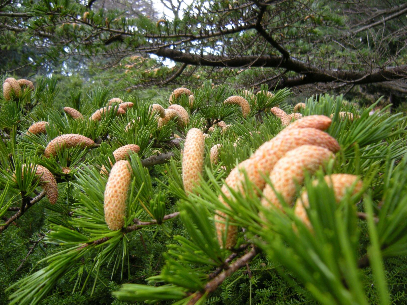 Cedrus deodara - Himalayan Cedar, Deodar, Thang shing
