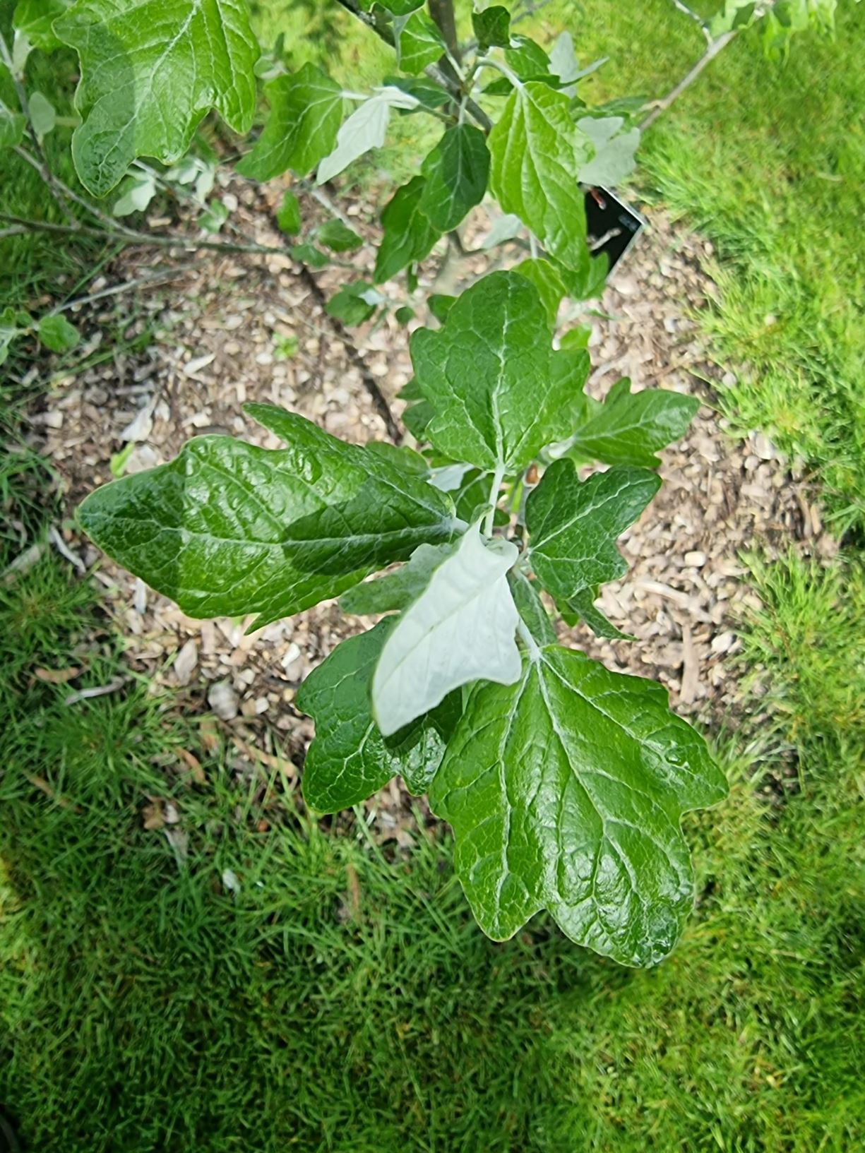Populus alba - white poplar, abele