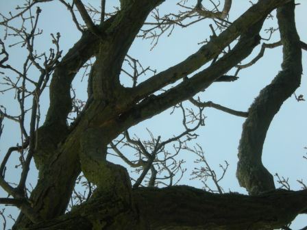 Quercus robur - Pedunculate Oak, Common Oak, English Oak, German Oak, Truffle Oak, Darach