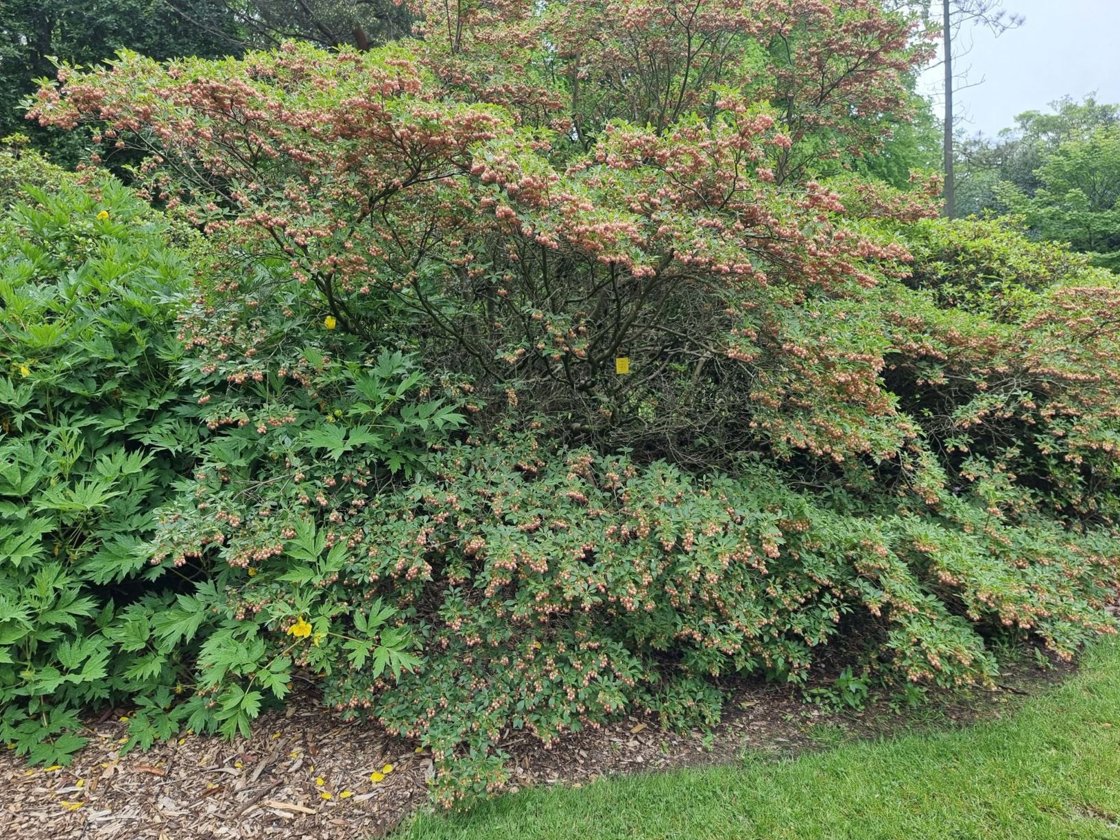 Enkianthus campanulatus