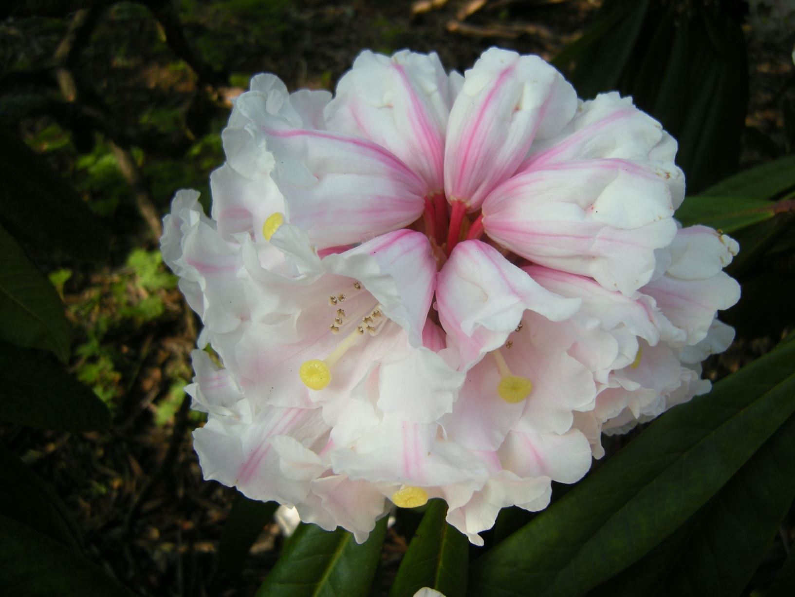 Rhododendron calophytum var. calophytum | Royal Botanic Garden Edinburgh