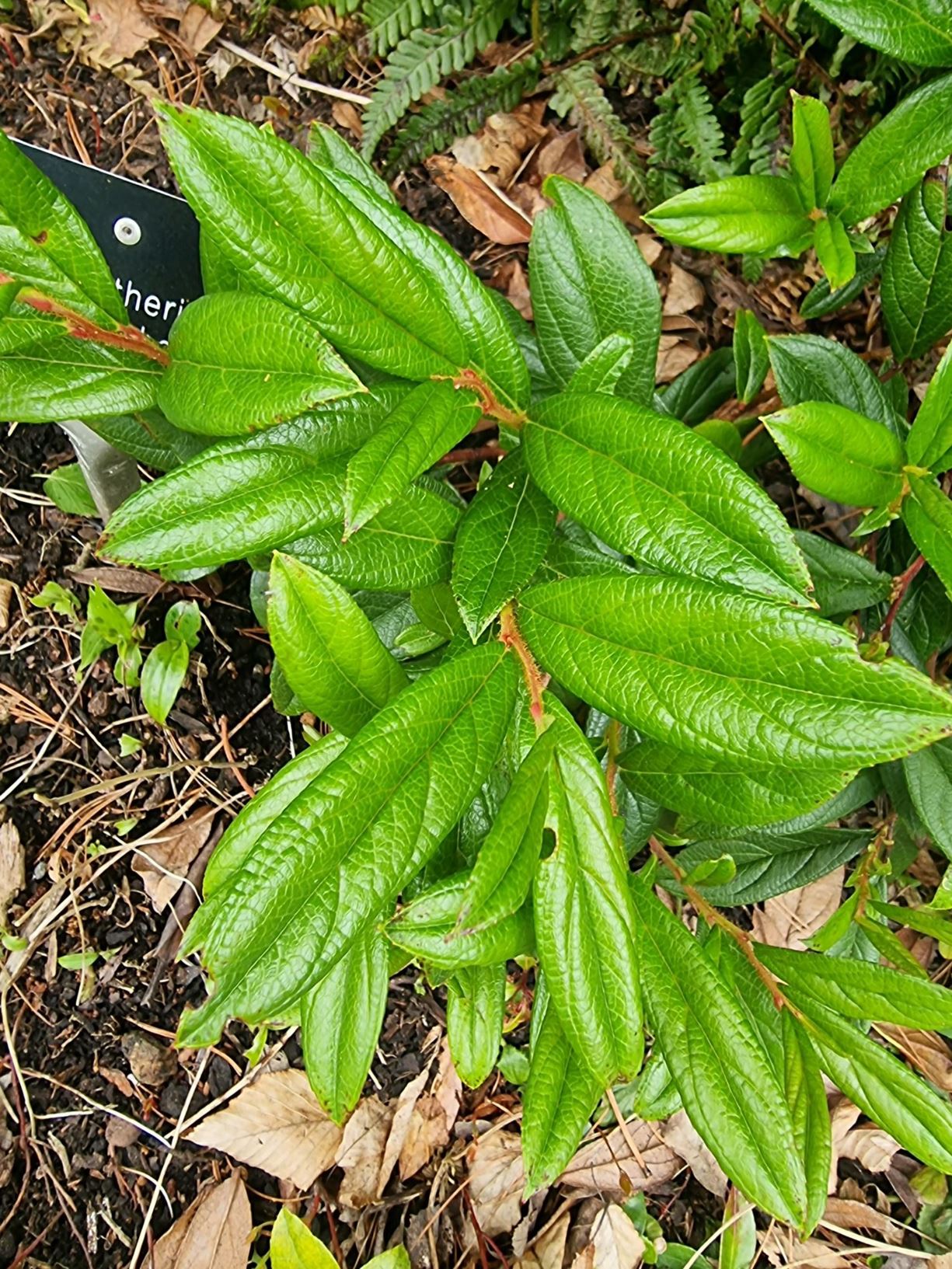 Gaultheria procumbens - Box Berry, Boxberry, Checker Berry ...