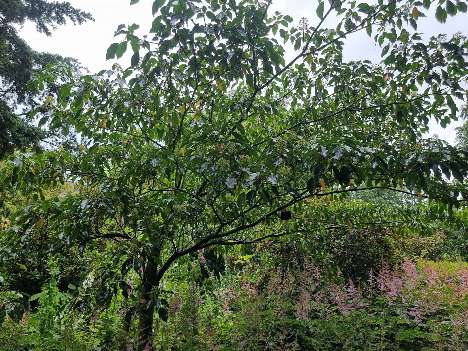 Trochodendron aralioides - yama guruma