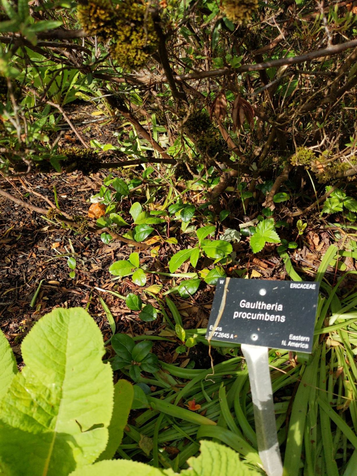 Gaultheria procumbens - Box Berry, Boxberry, Checker Berry ...