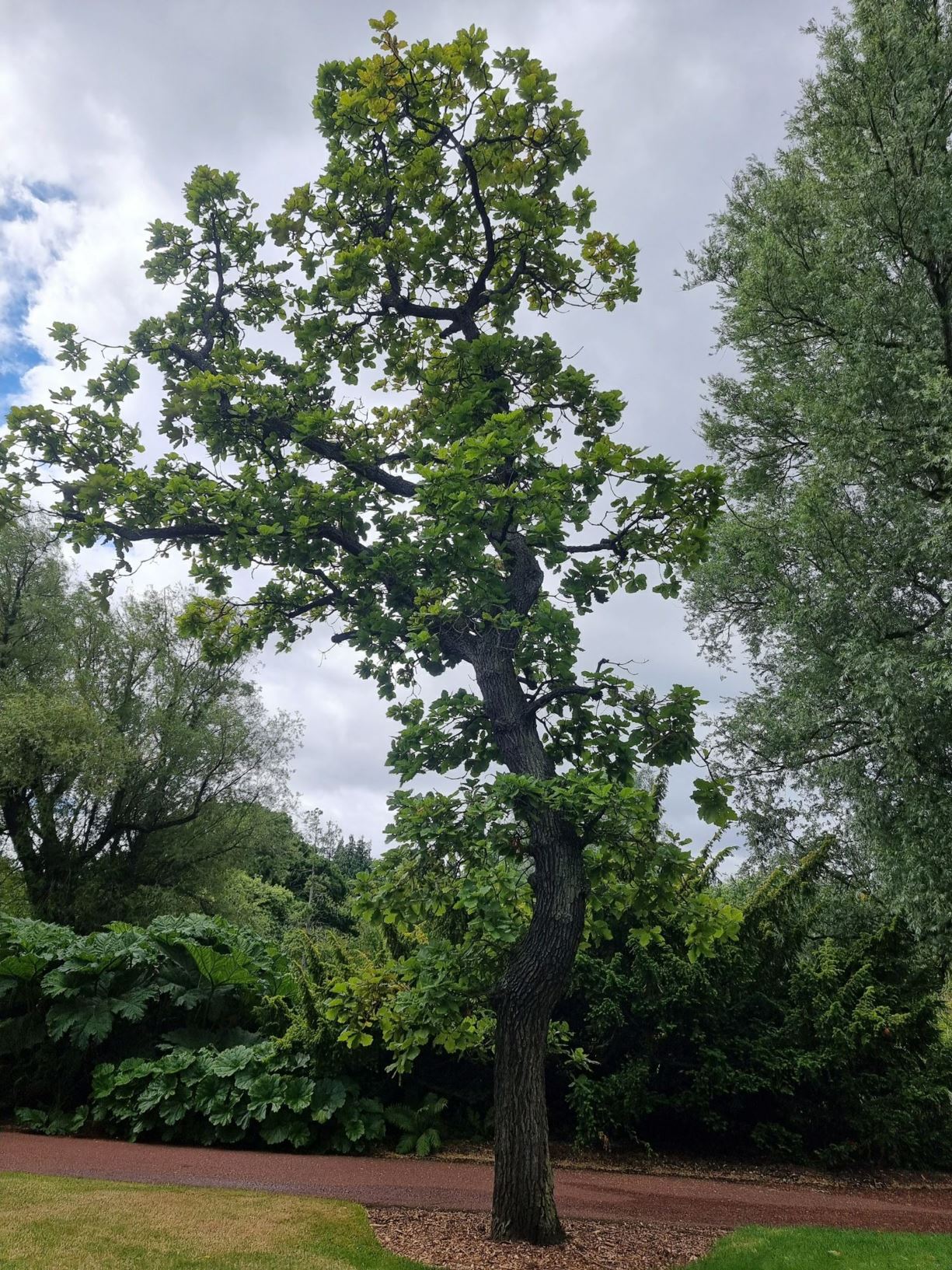 Quercus dentata - Daimio Oak, Daimyo Oak