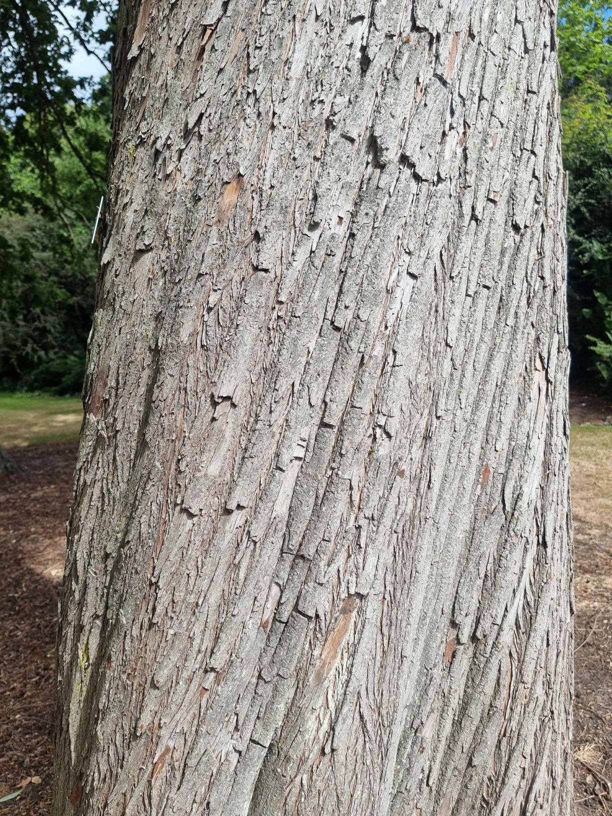 Taxodium distichum - Bald Cypress, Deciduous Cypress, Swamp cypress