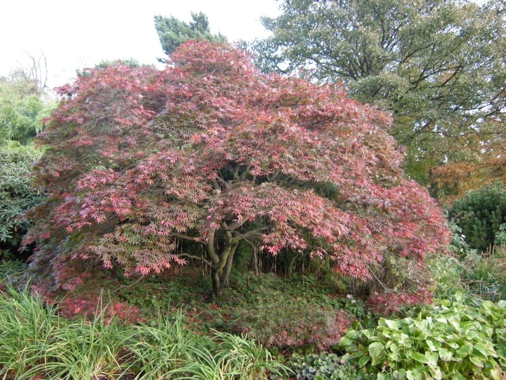 Acer palmatum - Japanese Maple