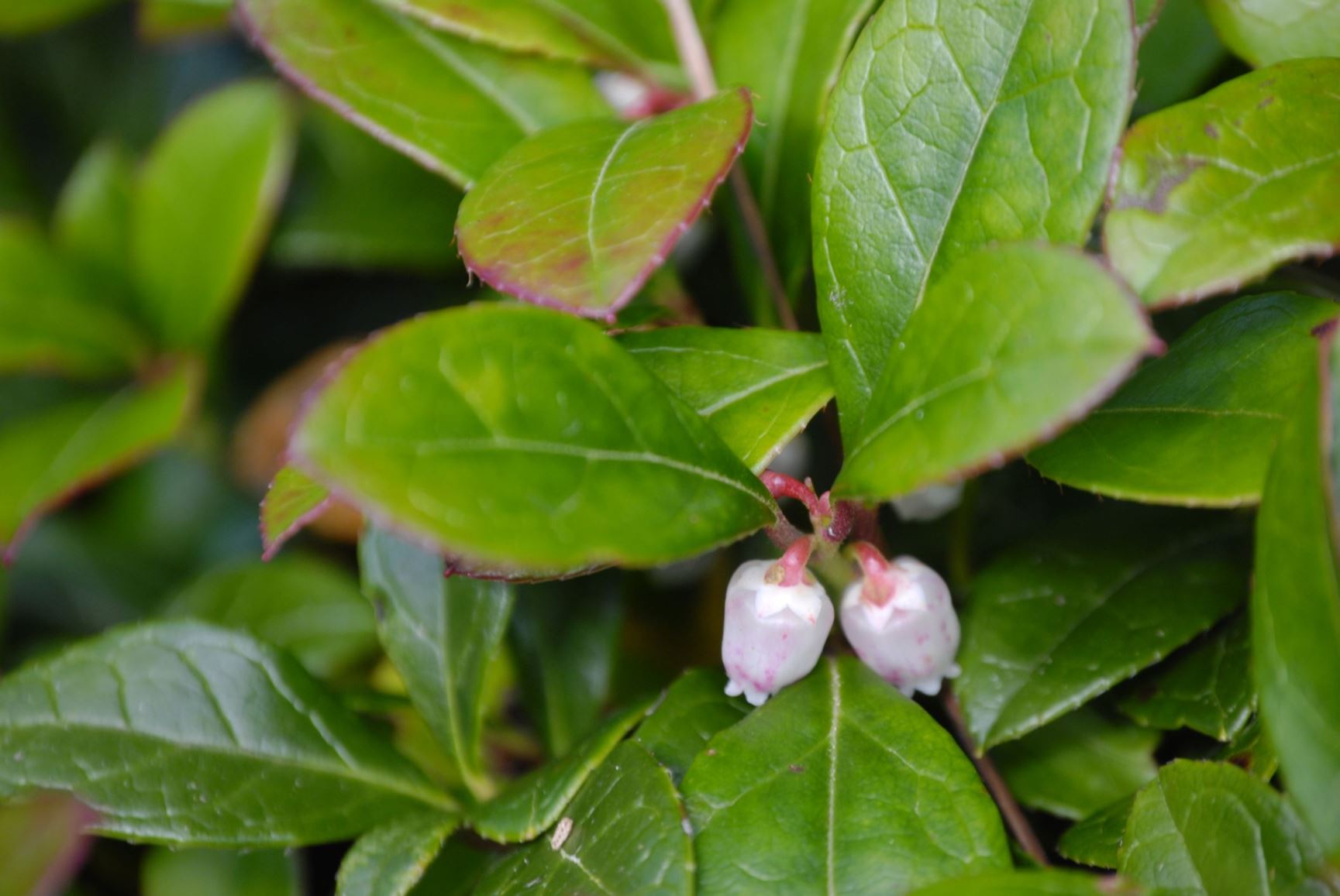 Gaultheria procumbens - Box Berry, Boxberry, Checker Berry ...