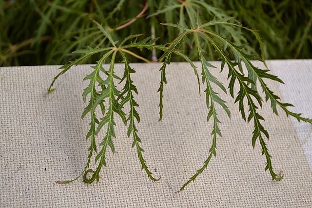 Acer palmatum 'Dissectum'