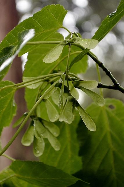 Acer davidii - Pere David'S Maple