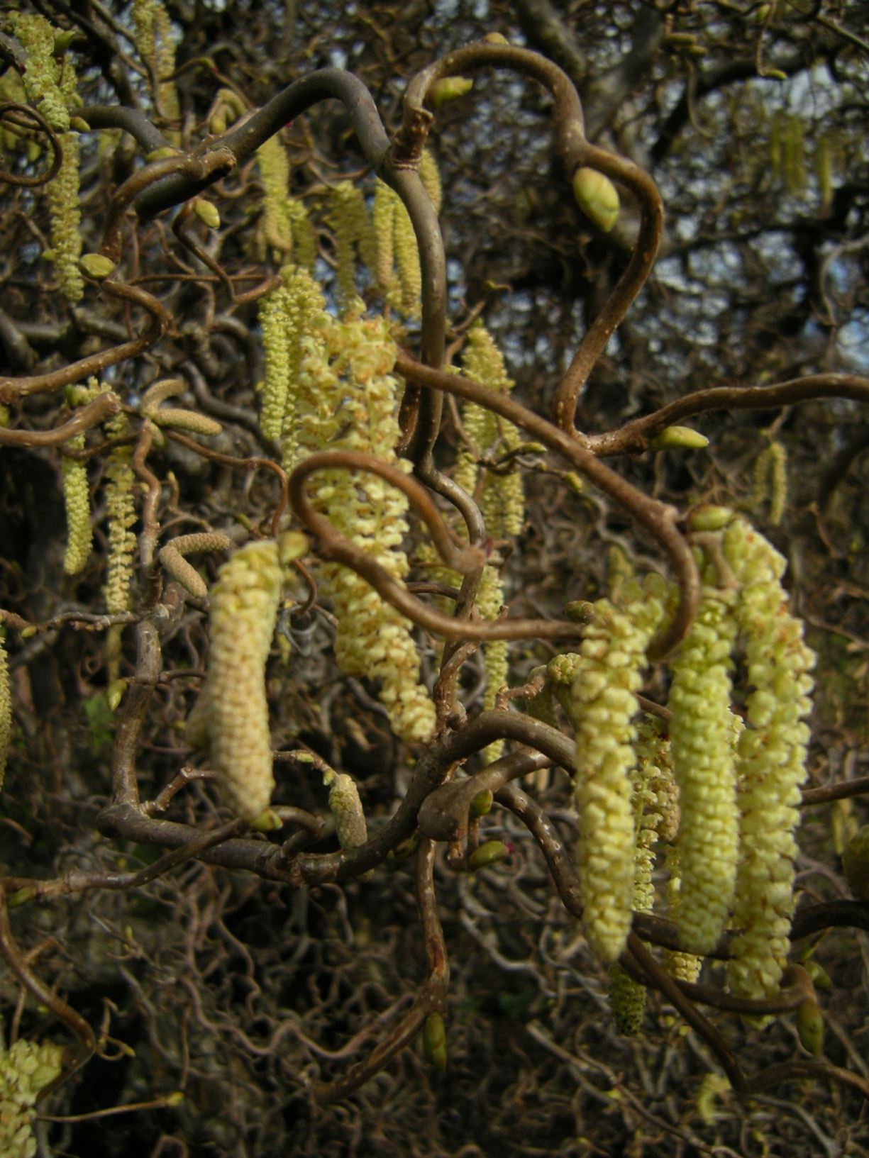 Corylus avellana 'Contorta' - Contorted Hazel