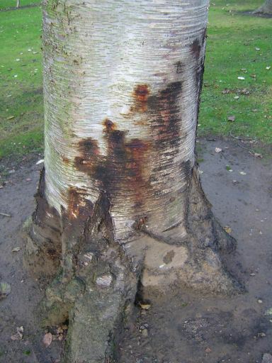 Betula papyrifera - Paper Birch, Canoe Birch, Cluster Birch, White Birch