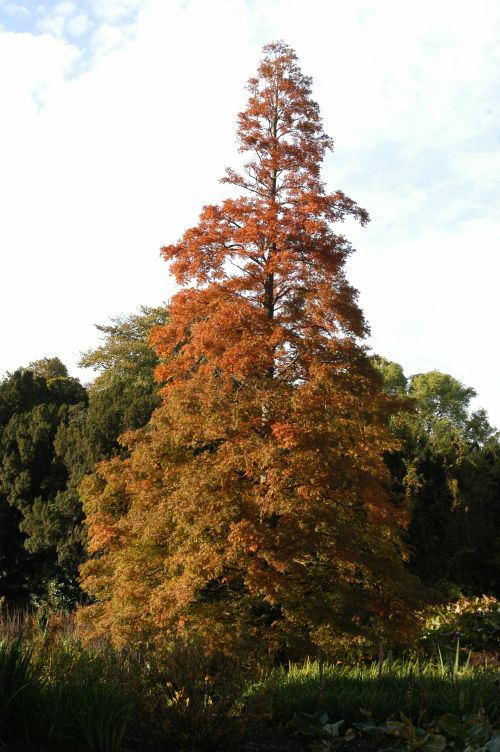 Metasequoia glyptostroboides - Dawn Redwood, Shui-Hsa, shuishan