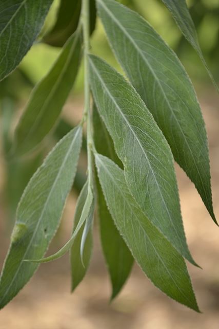 Salix alba 'Rockanje'
