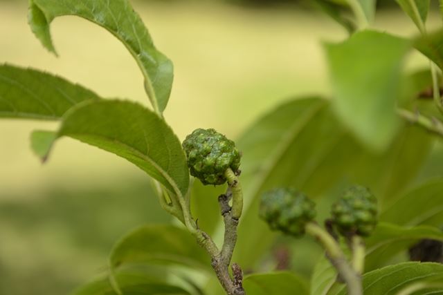 Alnus mayrii
