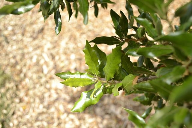 Quercus ilex 'Fordii'