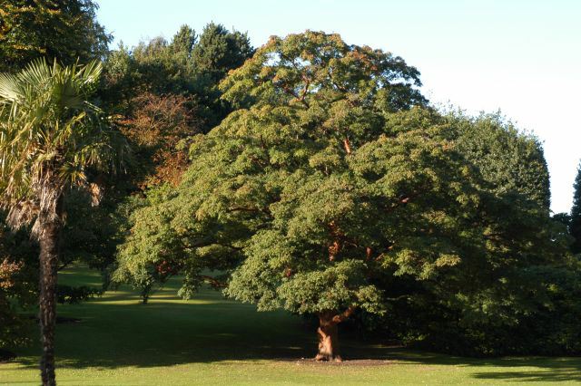 Acer griseum - Chinese paperbark maple, Paperbark Maple