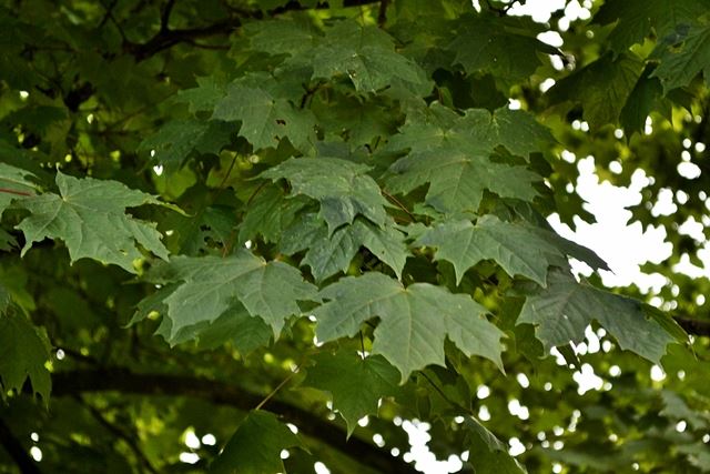 Acer platanoides 'Schwedleri'