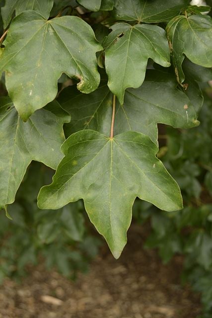 Acer campestre var. tauricum - Taurian field maple