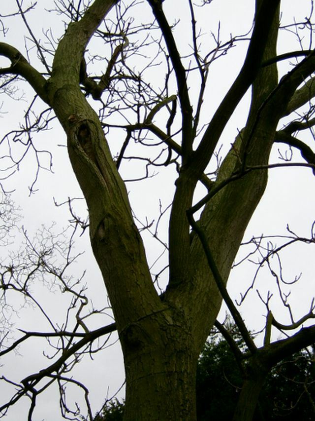 Juglans mandshurica var. cordiformis - Himegurumi