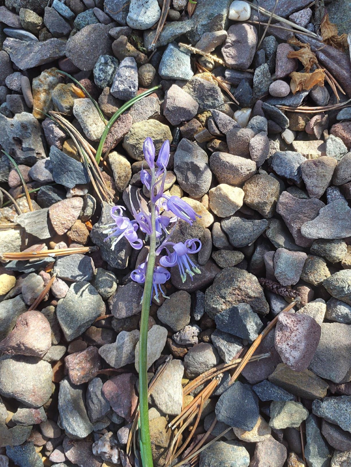 Hyacinthoides × massartiana