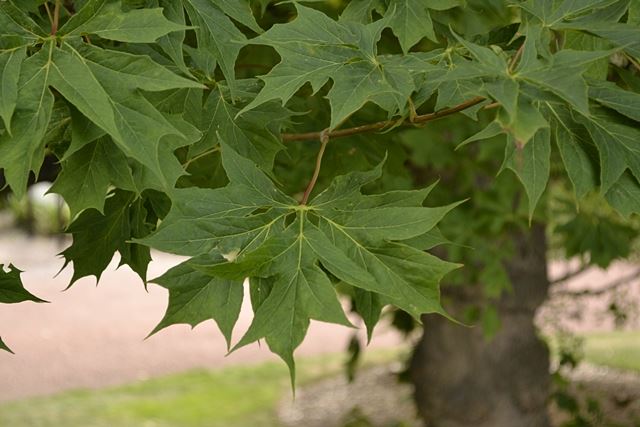 Acer platanoides 'Palmatifidum'