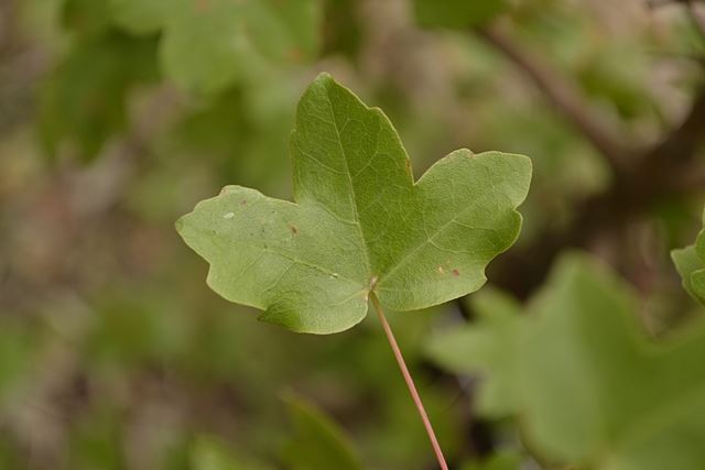 Acer sempervirens - Cretan Maple