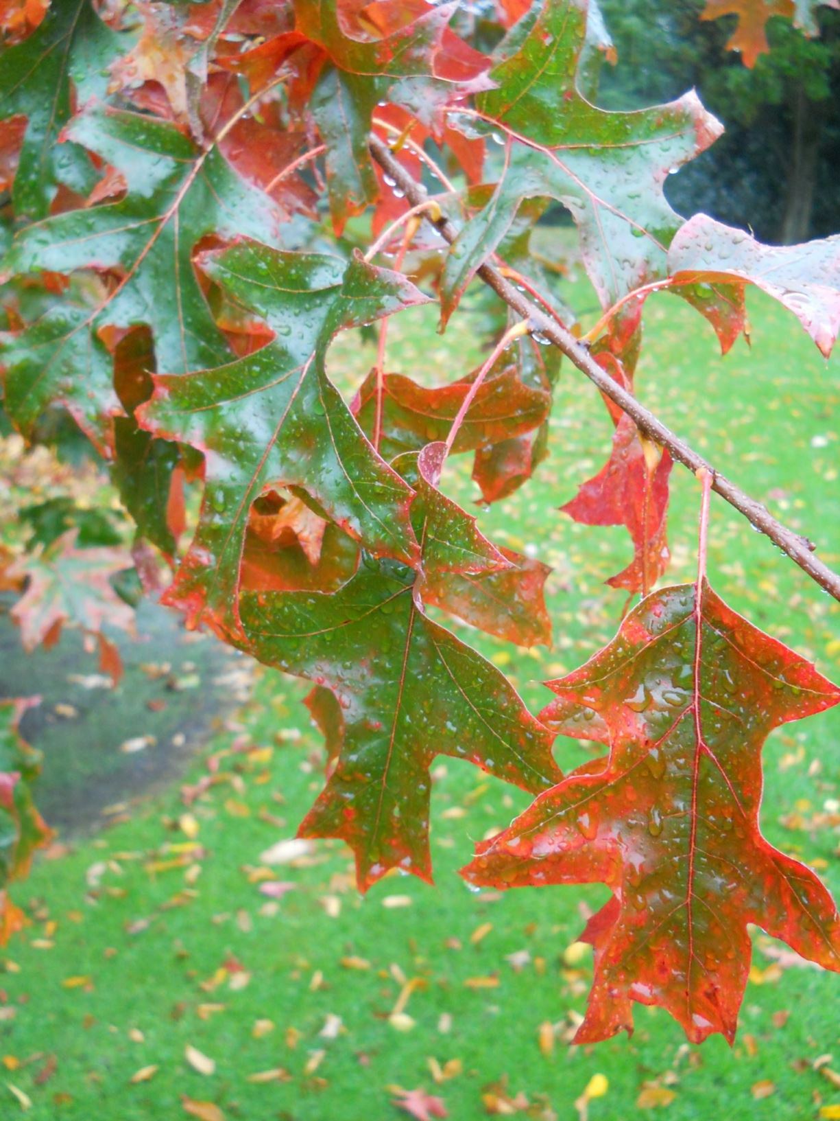 Quercus ellipsoidalis - Northern Pin Oak