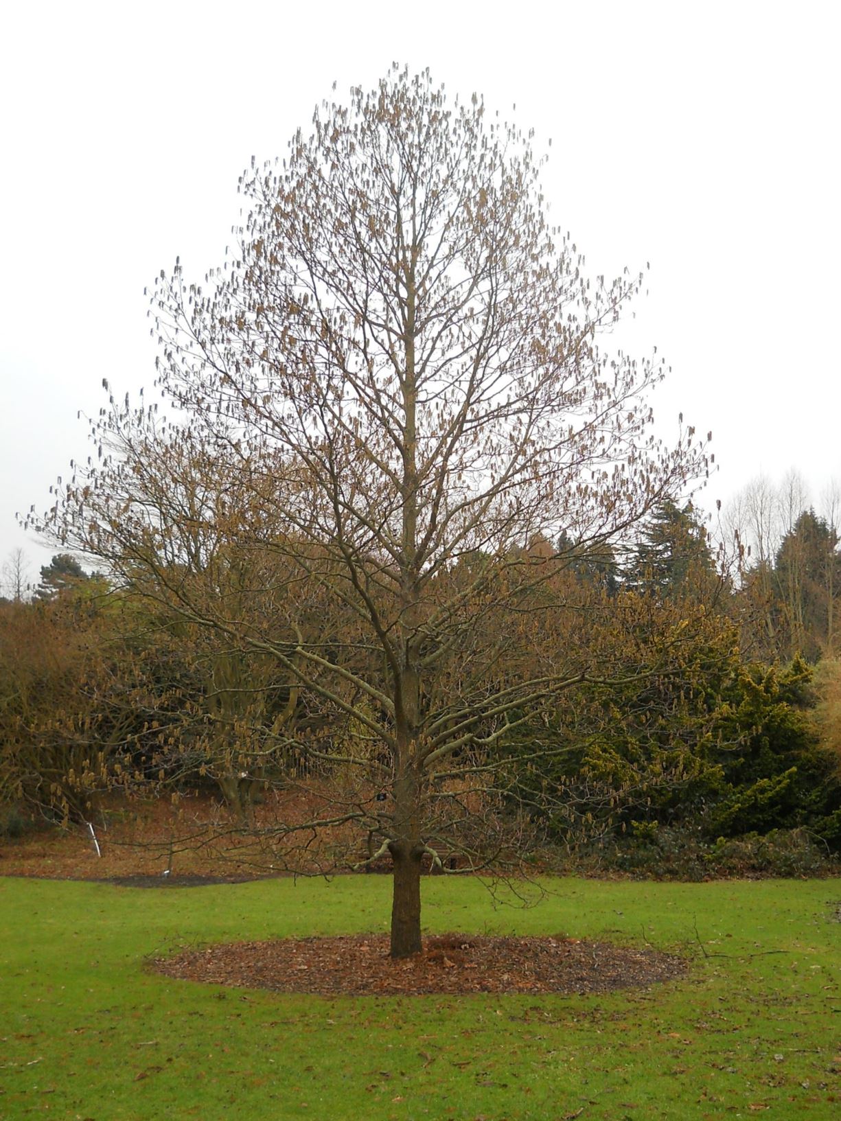 Alnus japonica - Japanese Alder