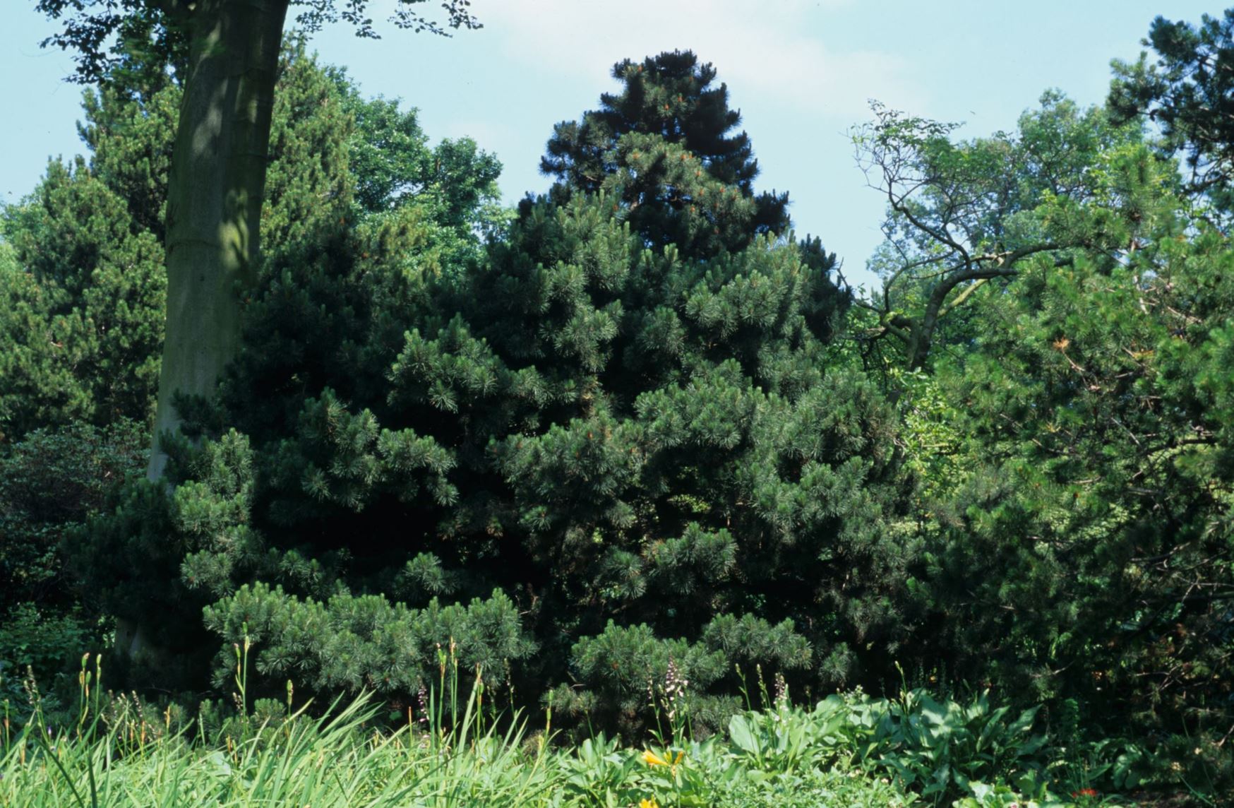 Pinus contorta - Beach Pine, Bolander beach pine, Lodgepole pine, Tamarack pine, Lodgepole  Pine, Shore Pine