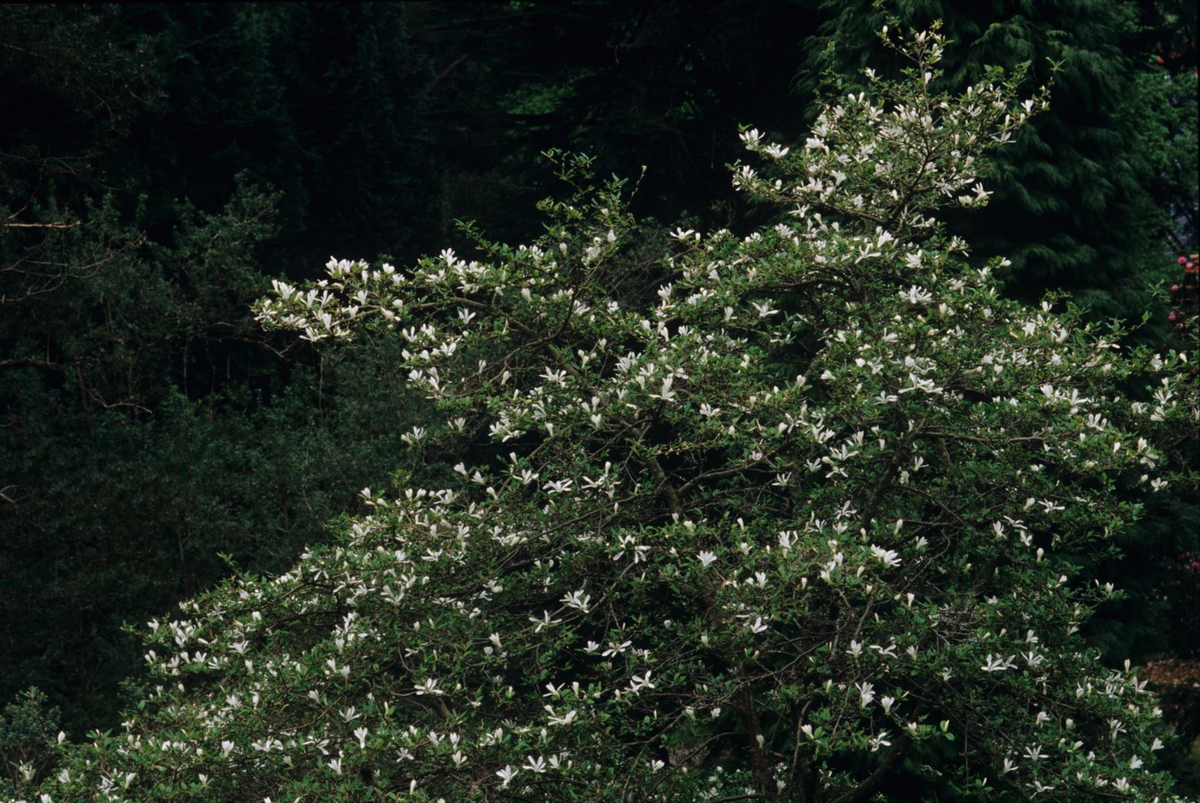 Magnolia kobus - Kobushi Magnolia, Northern Japanese Magnolia