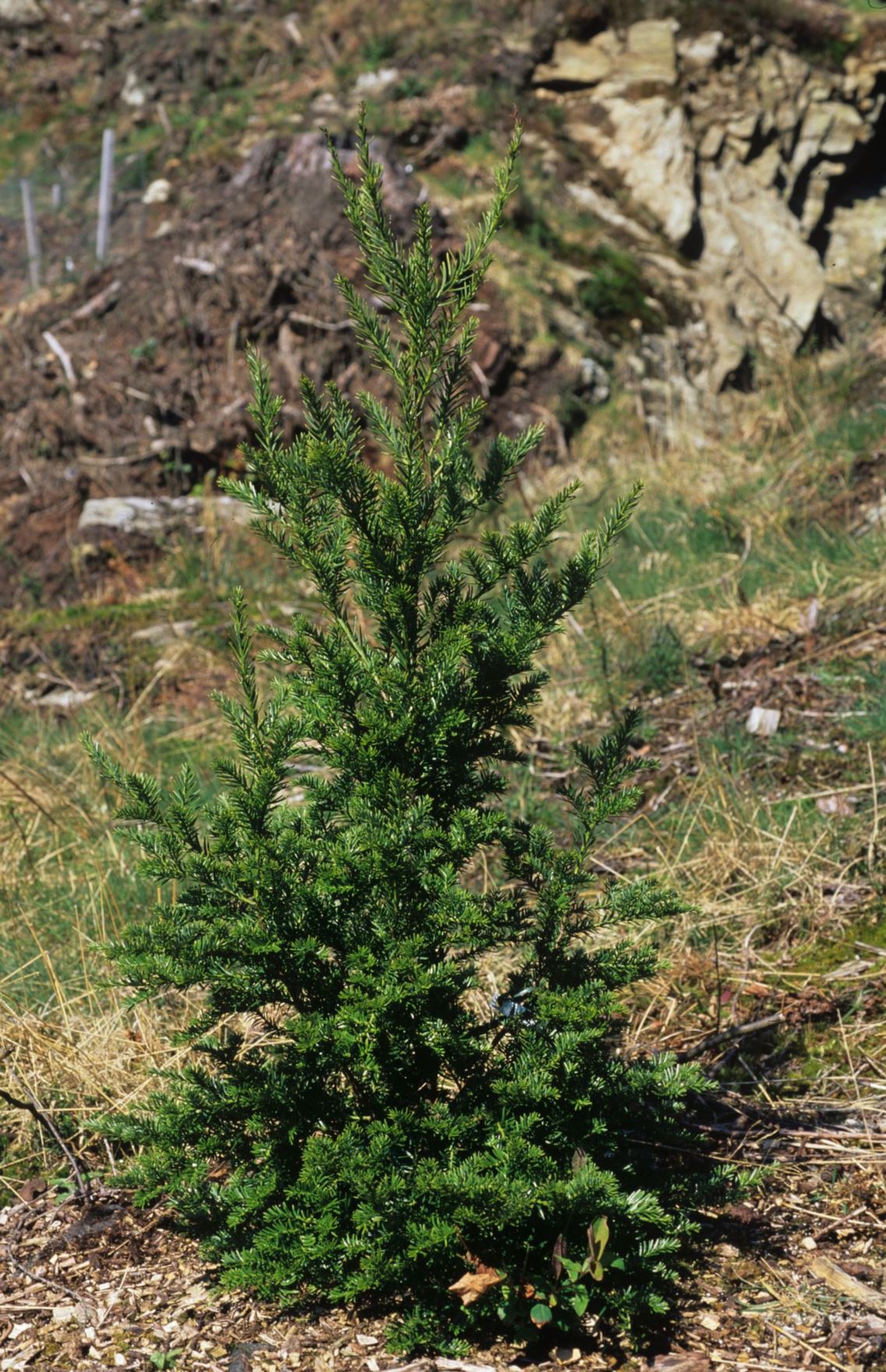 Prumnopitys andina - el lleuque, lleuque, uva de cordillera