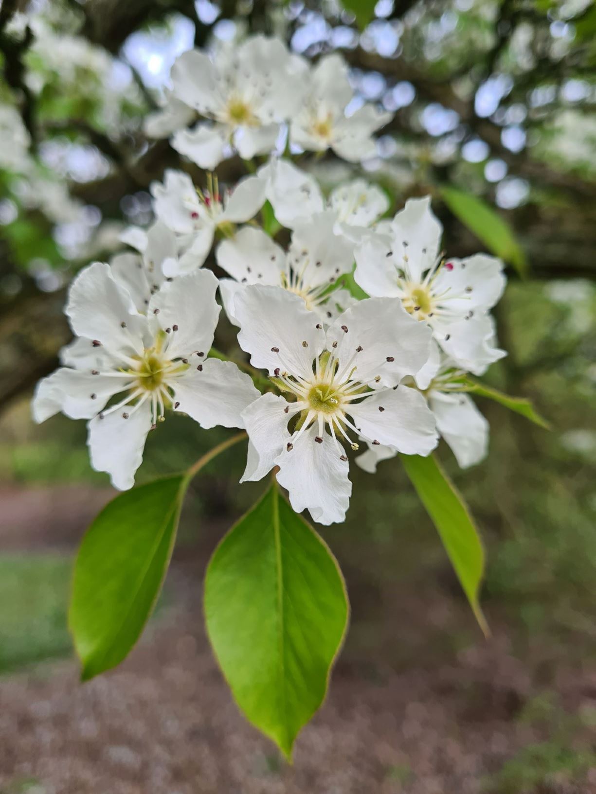Pyrus korshinskyi - Wild pear