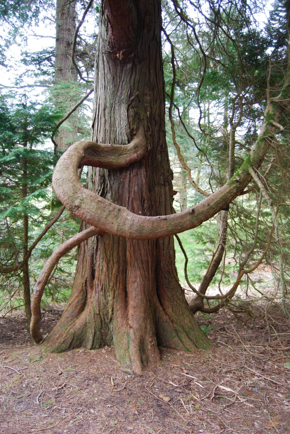 Chamaecyparis lawsoniana - Lawson Cypress, Port Orford Cedar, ginger-pine