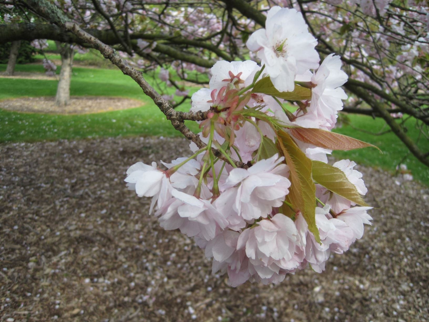 Prunus serrulata 'Yedo Zakura'