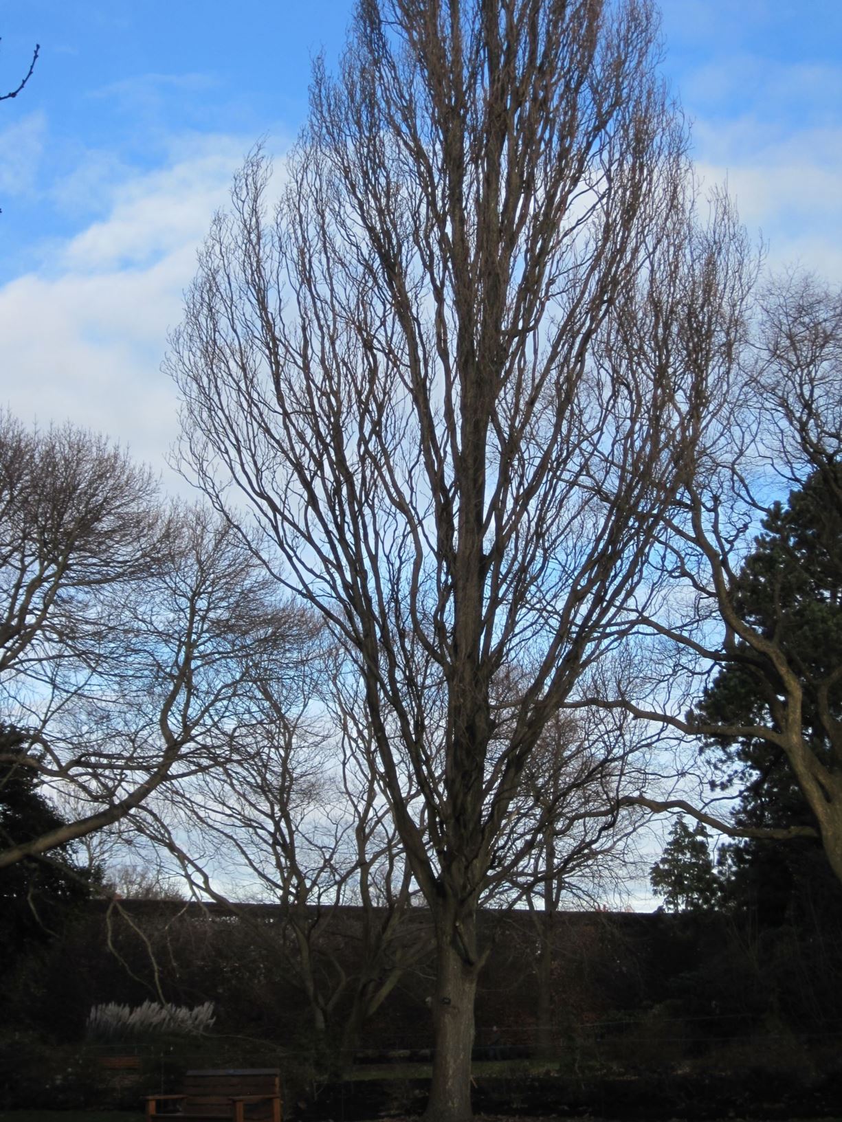 Quercus robur f. fastigiata - cypress oak